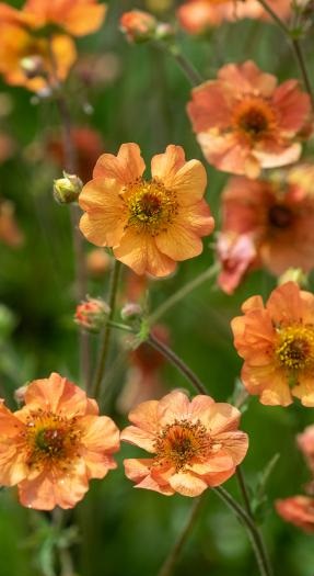 GEUM Totally Tangerine